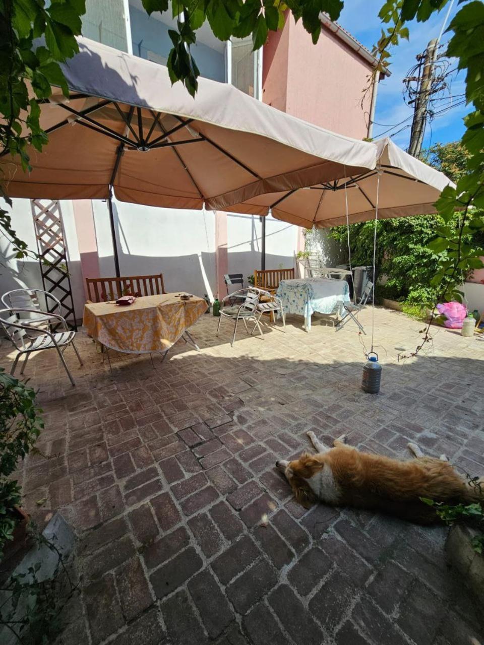 Vila Flavia B&B Constanta Exterior photo